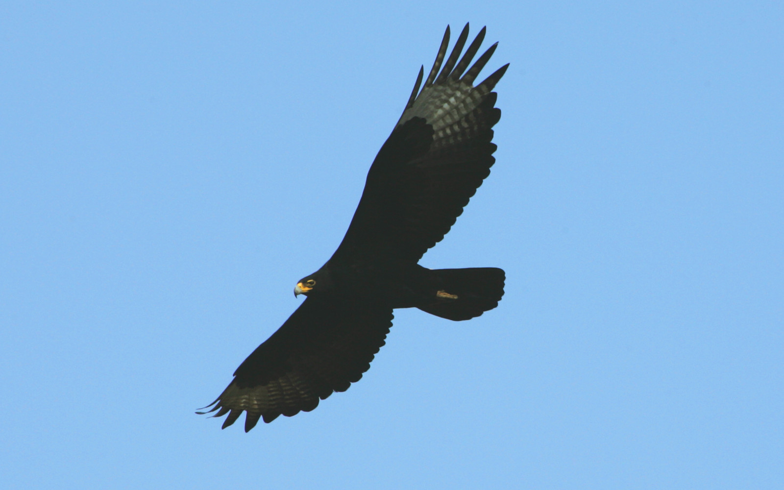 image Verreaux's Eagle